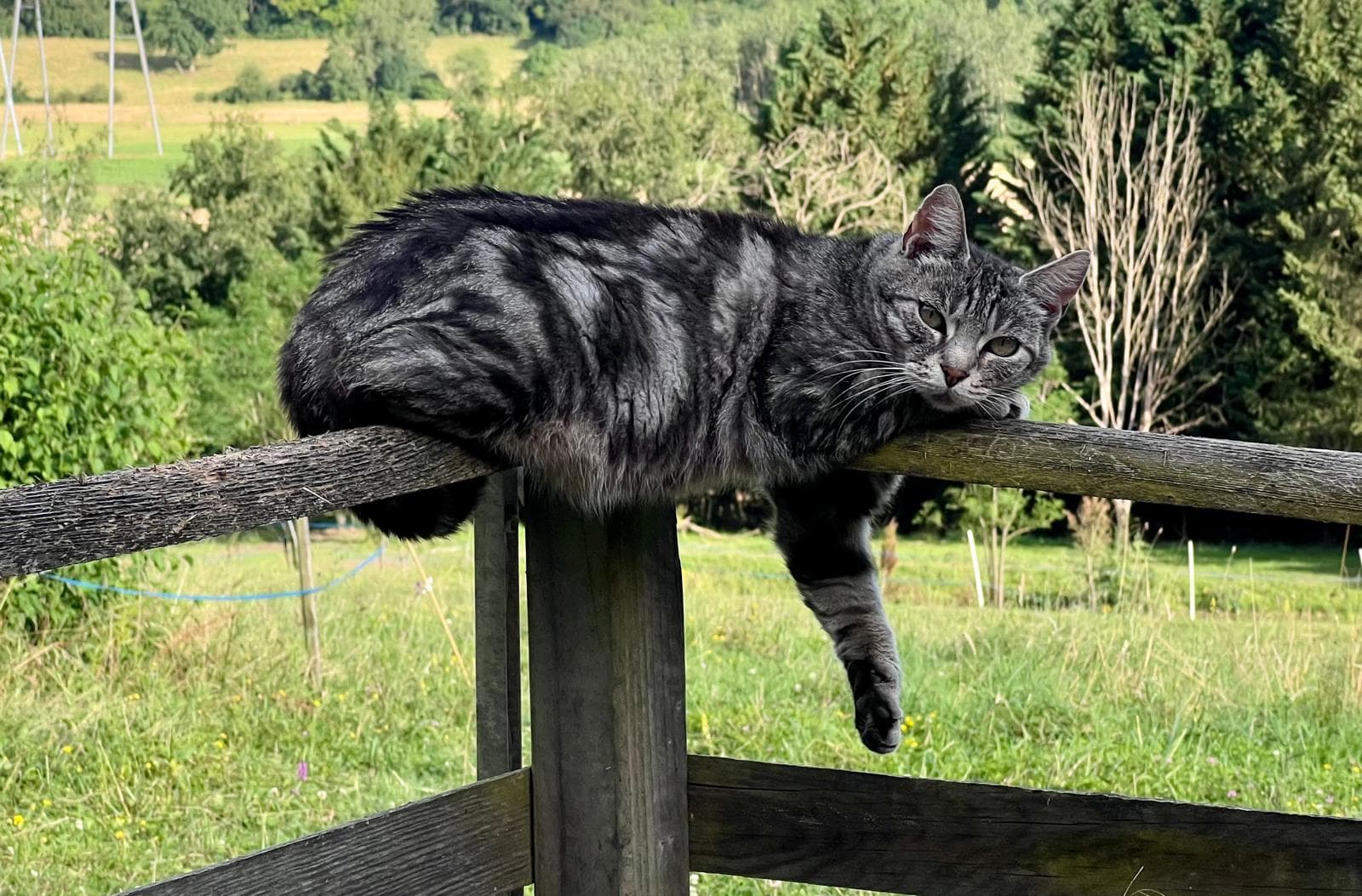 Image 1 chats