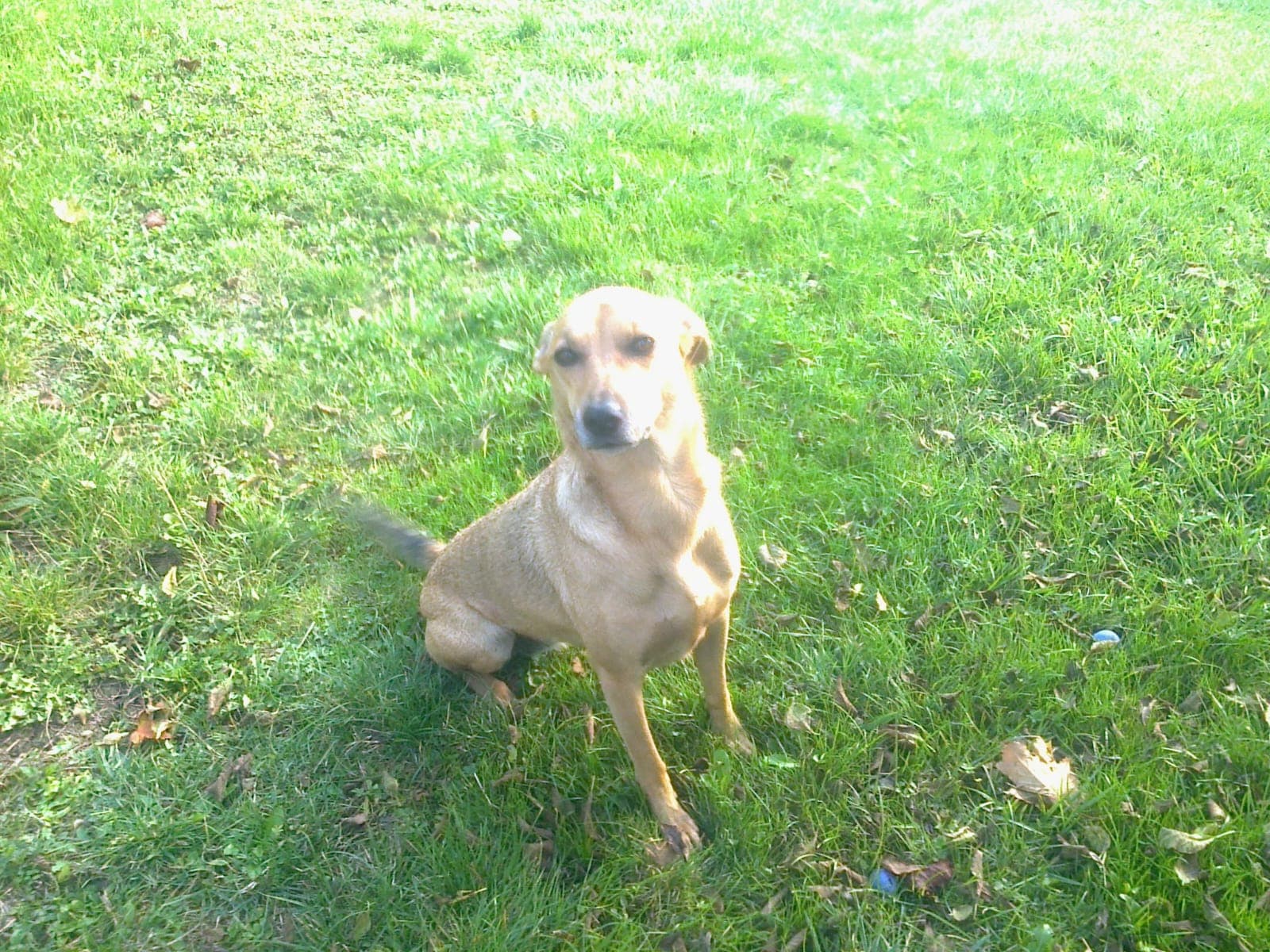 Image 15 d'animaux, chiens, chats, équidés