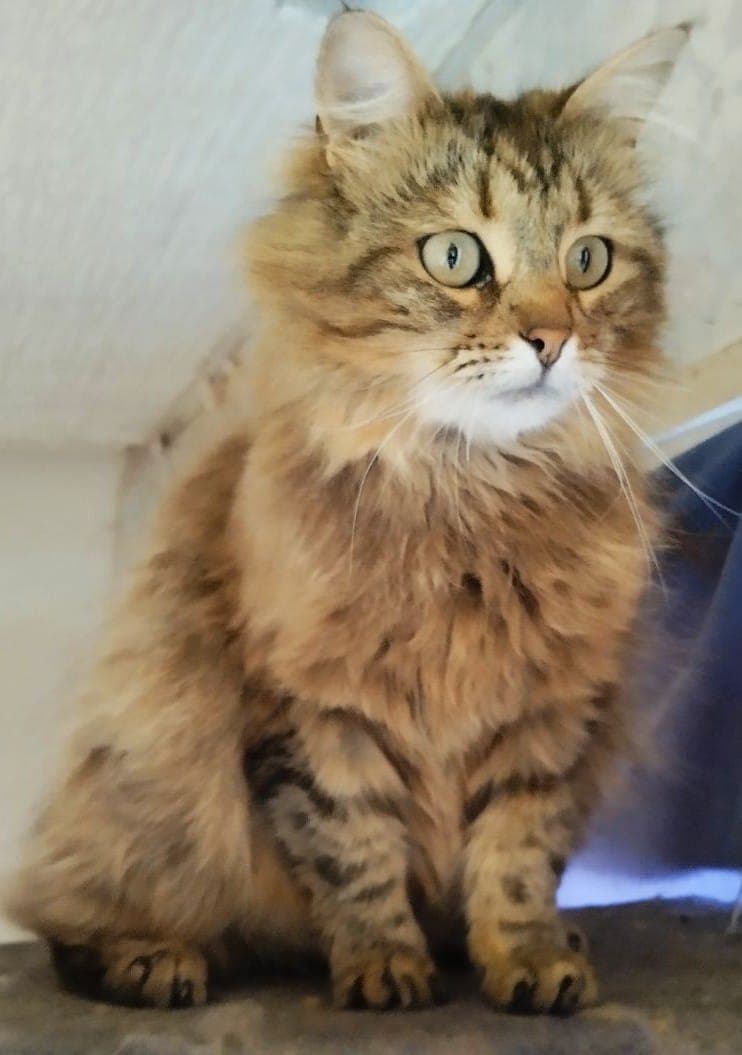 Image 2 chats