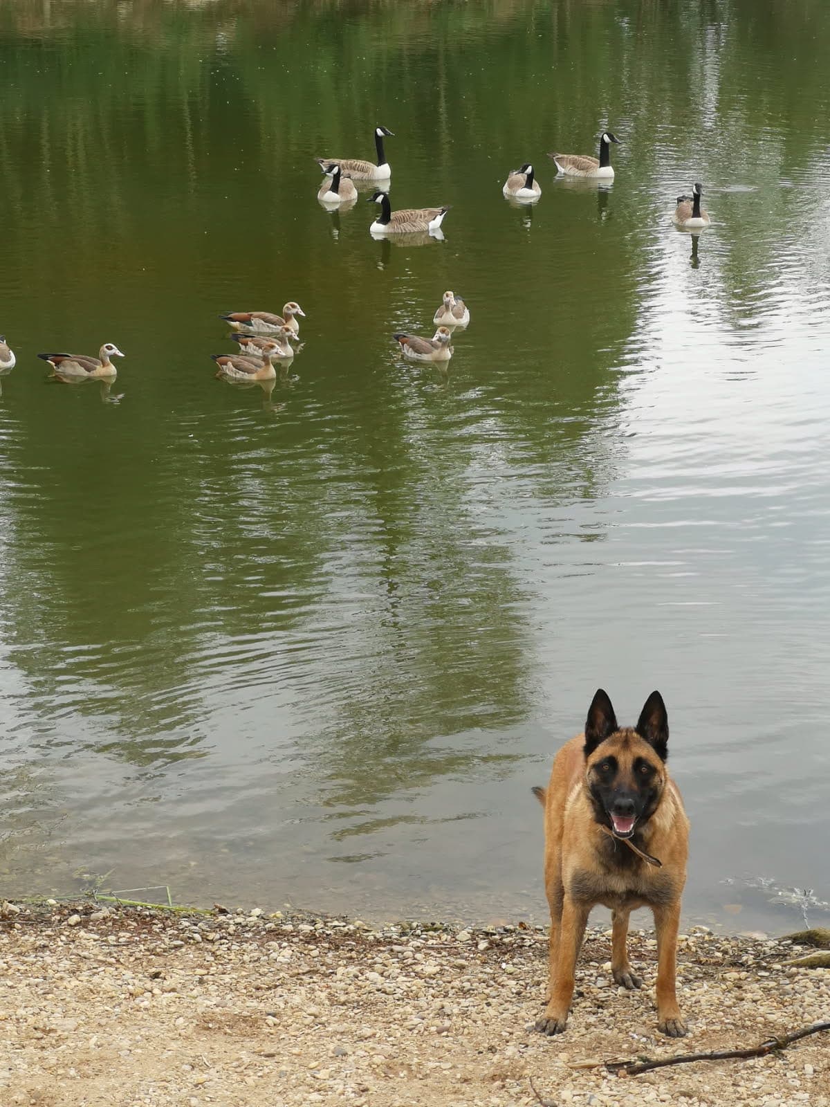 Image 2 d'animaux, chiens, chats, équidés