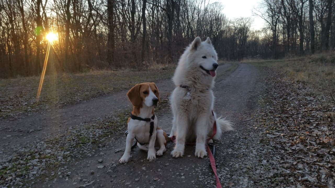 Image 4 d'animaux, chiens, chats, équidés