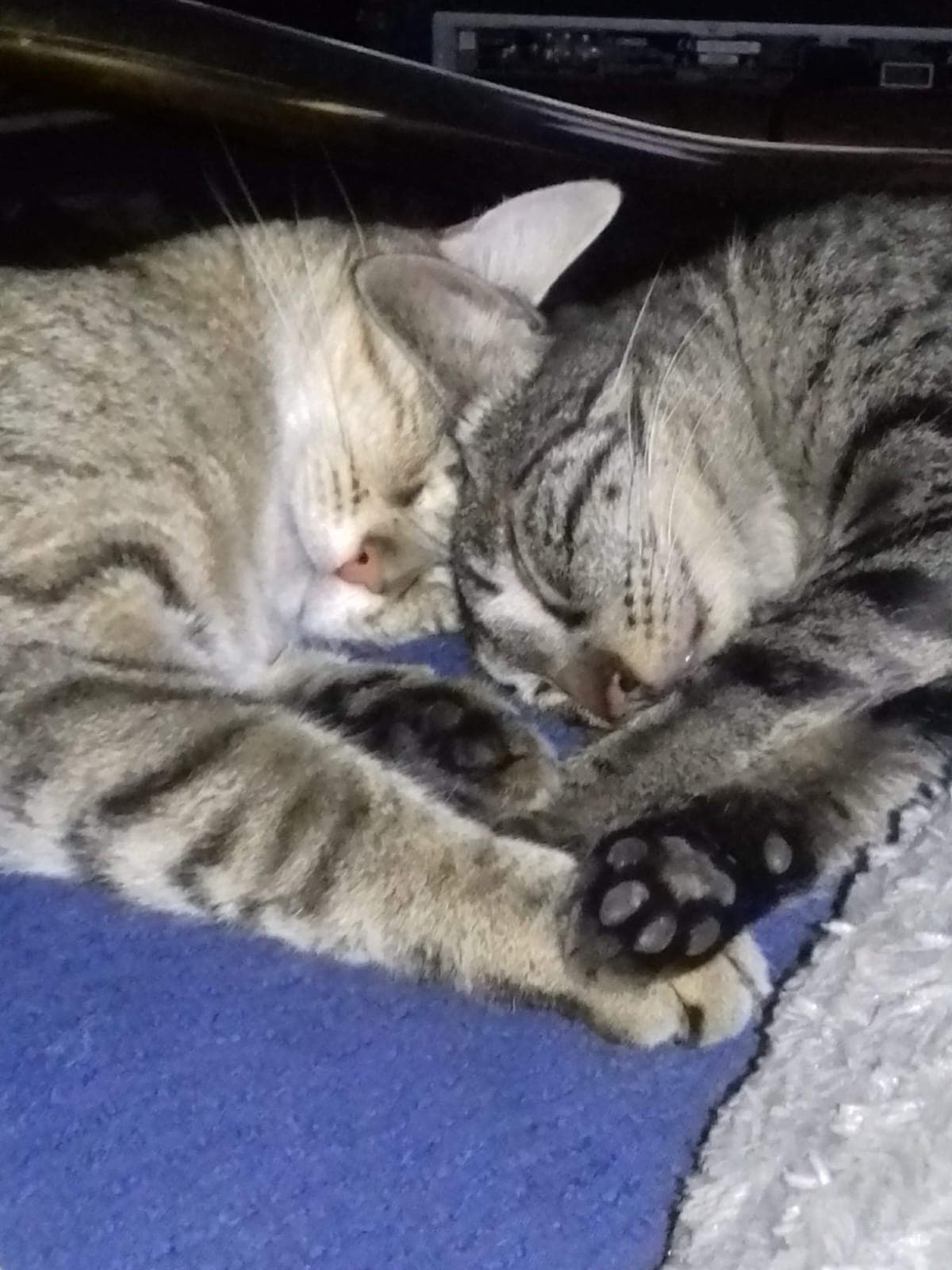 Image 6 chats