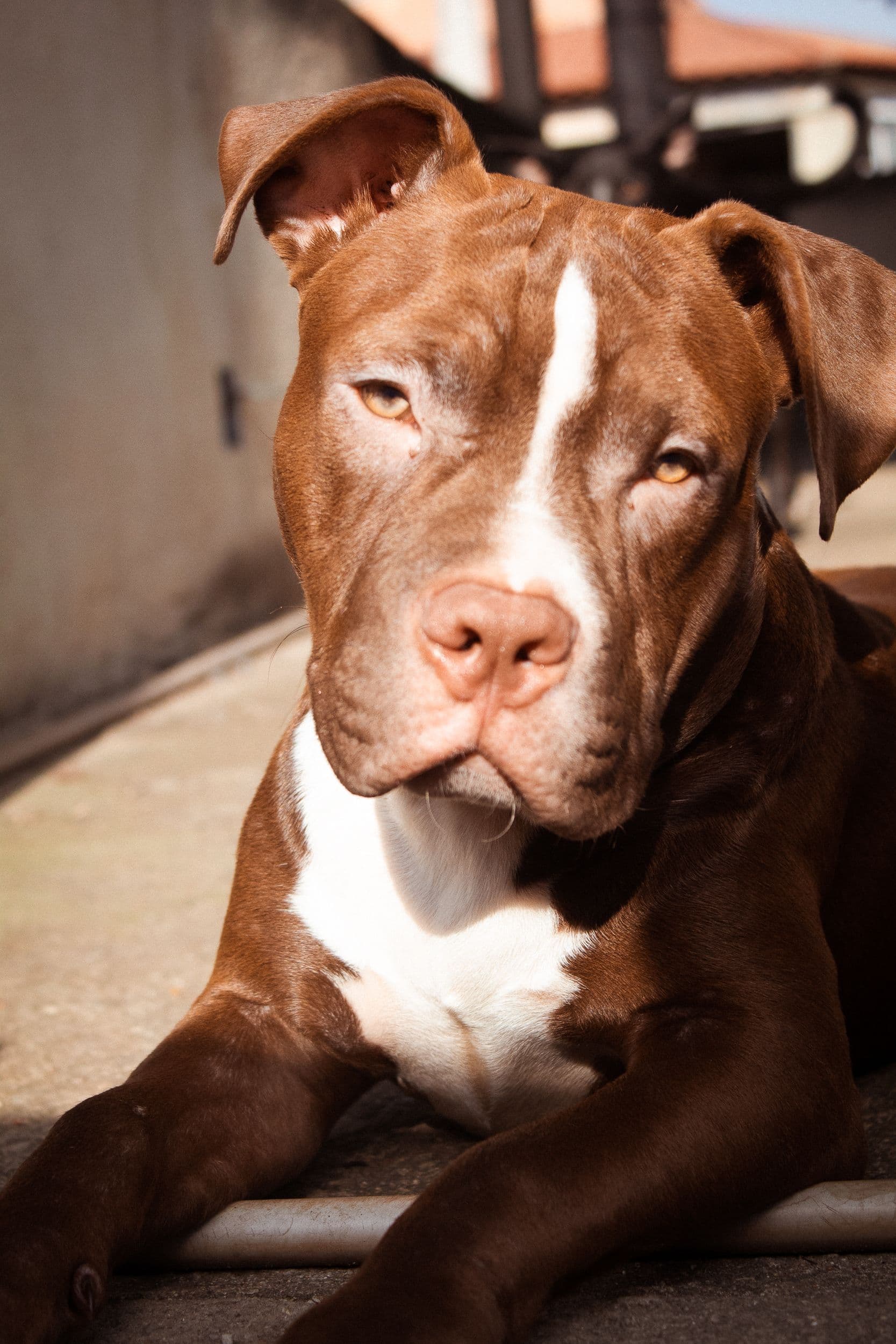 Image 1 chiens