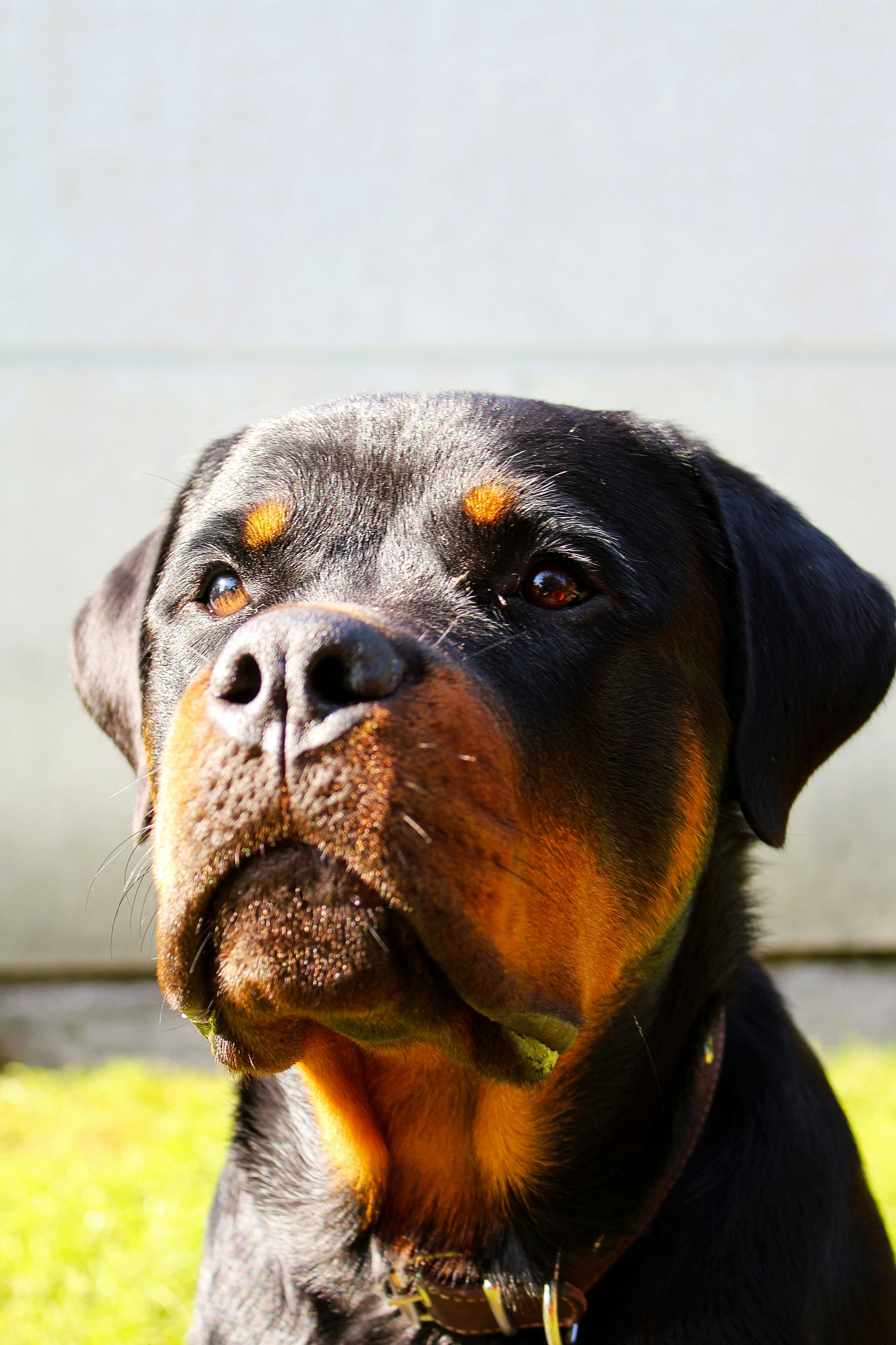 Image 2 chiens