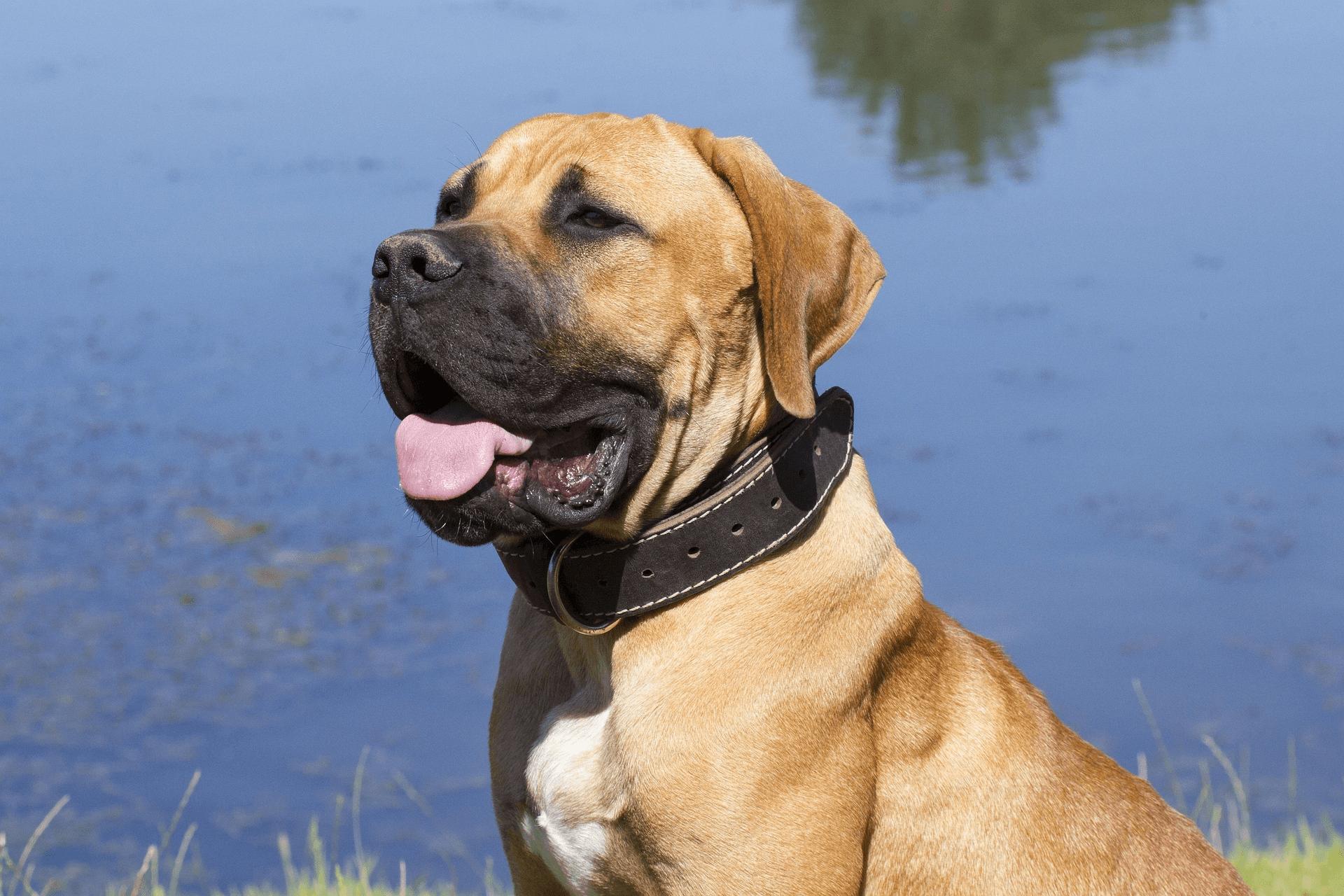 Image 3 chiens