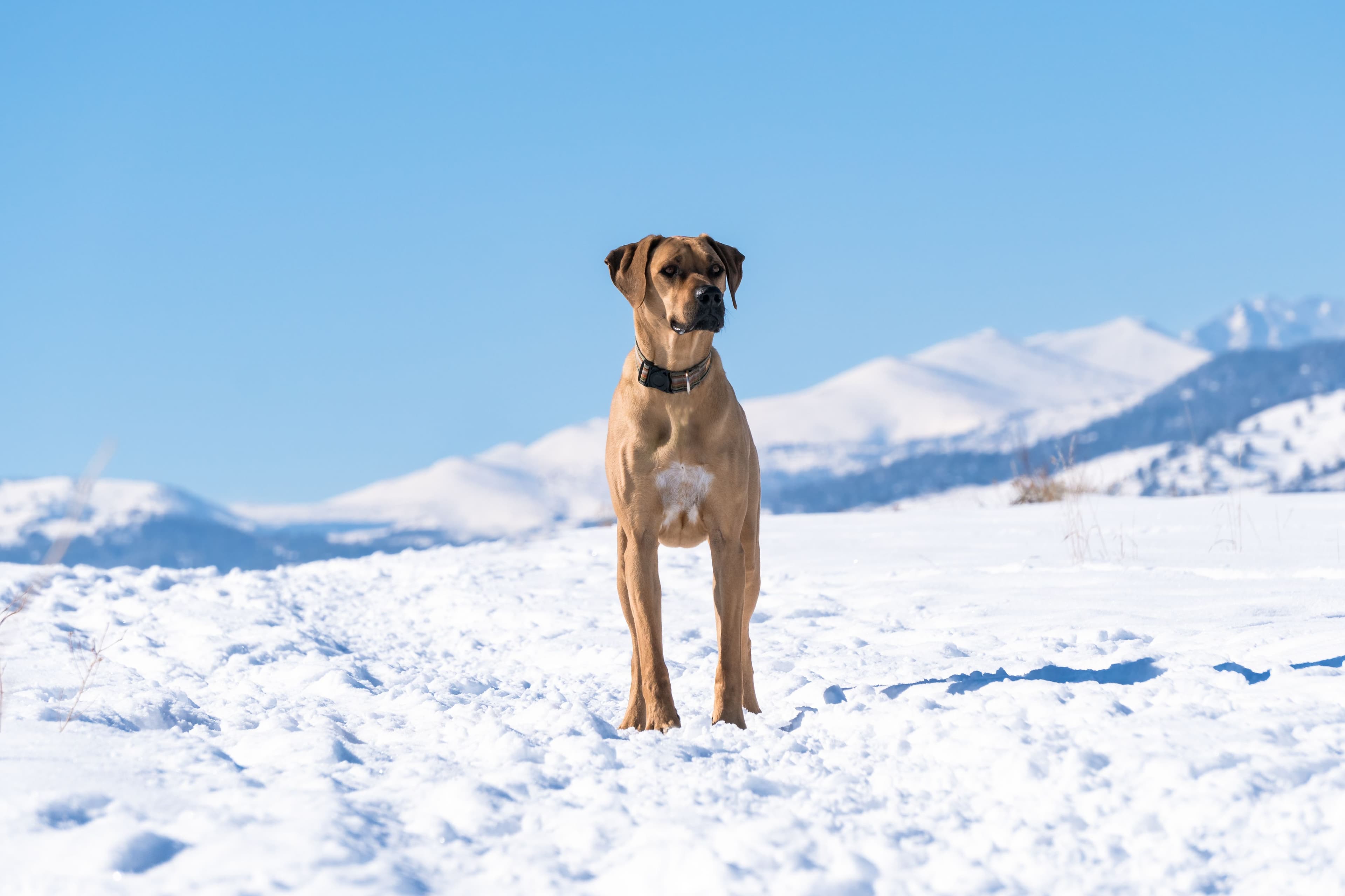 Image 4 chiens