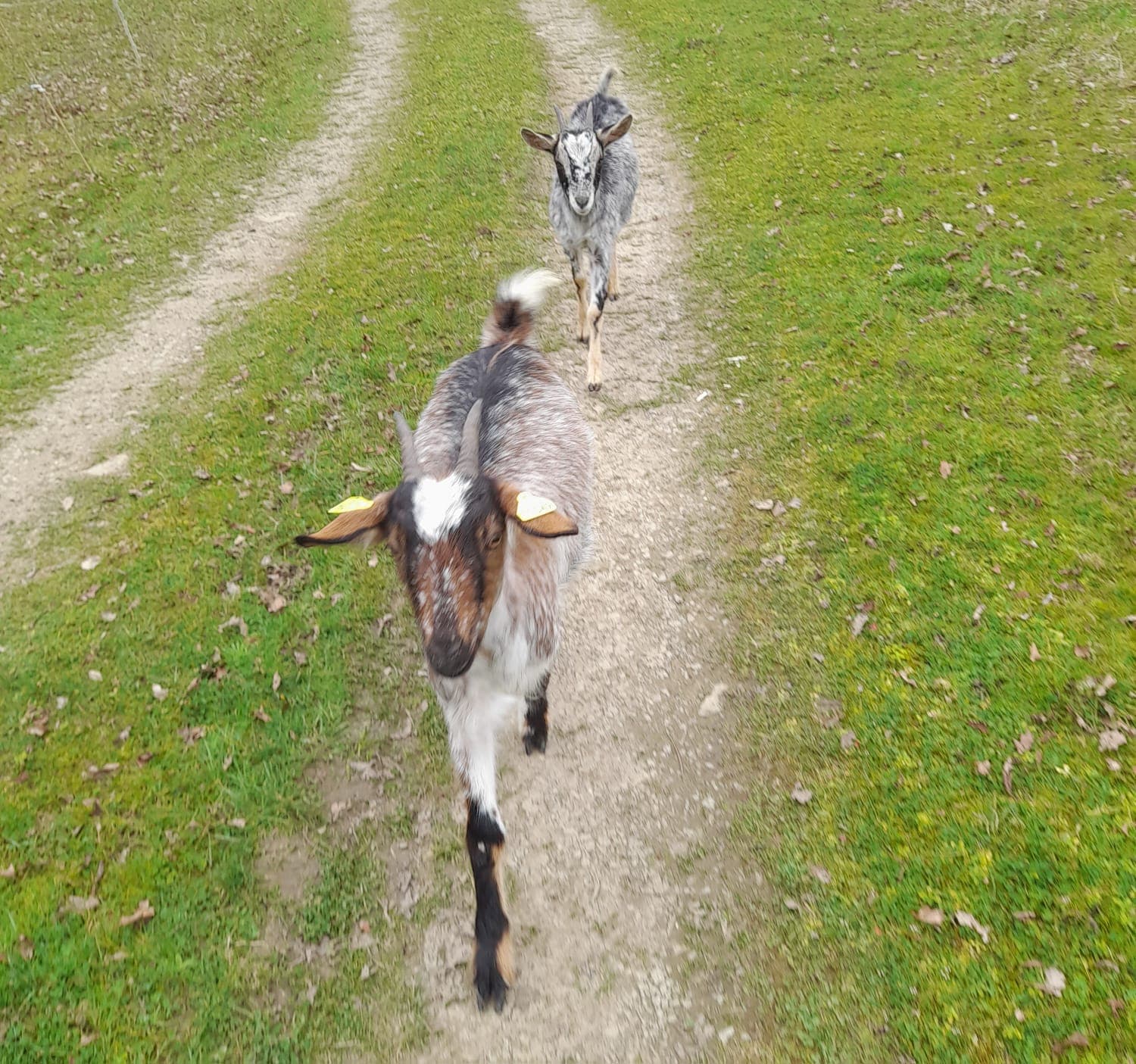 Image 5 chiens