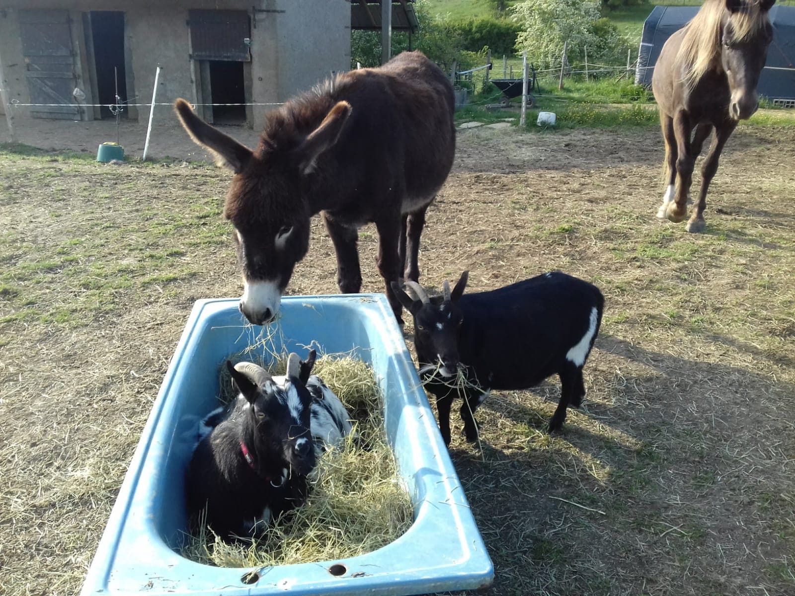Image 6 chiens